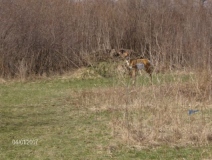 img_1235435222_231